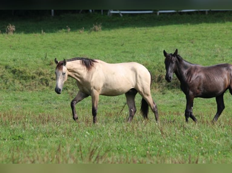 PRE Mix Stallone 1 Anno 165 cm Può diventare grigio in Bibertal