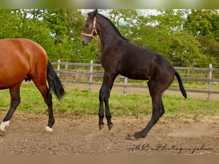 PRE Stallone 1 Anno 166 cm Grigio ferro in Polenz