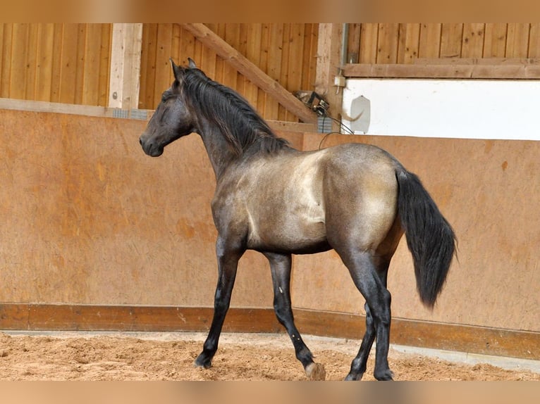 PRE Mix Stallone 1 Anno 167 cm Grigio in Waldhölzbach