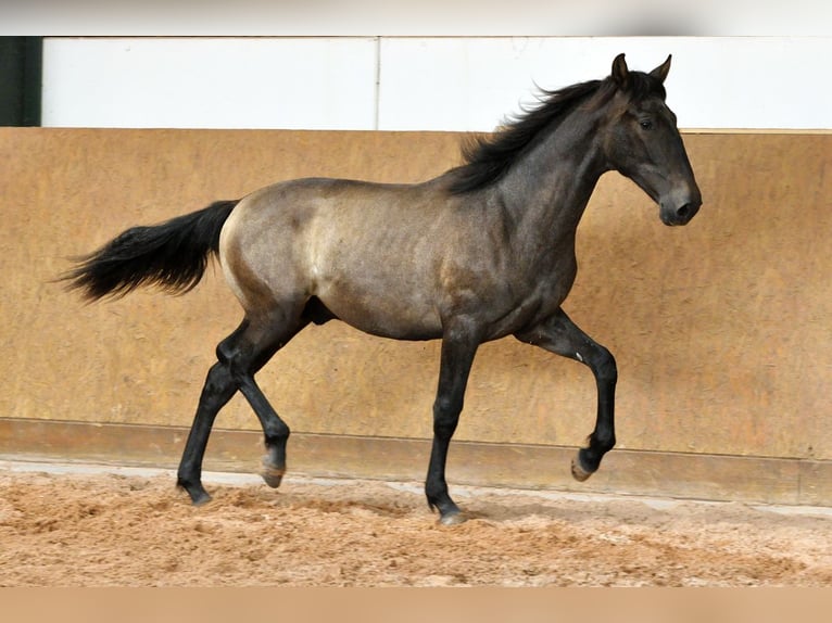 PRE Mix Stallone 1 Anno 167 cm Grigio in Waldhölzbach