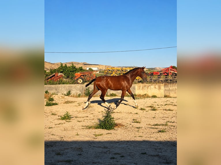 PRE Stallone 1 Anno 168 cm Baio in Valtierra