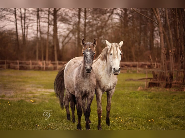 PRE Stallone 1 Anno 168 cm Grigio in Leipe