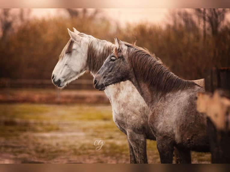 PRE Stallone 1 Anno 168 cm Grigio in Leipe