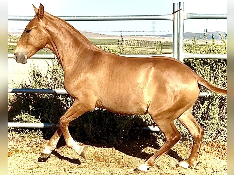 PRE Stallone 1 Anno 170 cm Falbo in Bienvenida