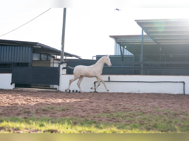 PRE Mix Stallone 1 Anno 170 cm Perlino in Vila-Real/Villarreal
