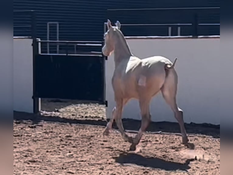 PRE Stallone 1 Anno 170 cm Perlino in Vila-Real/Villarreal