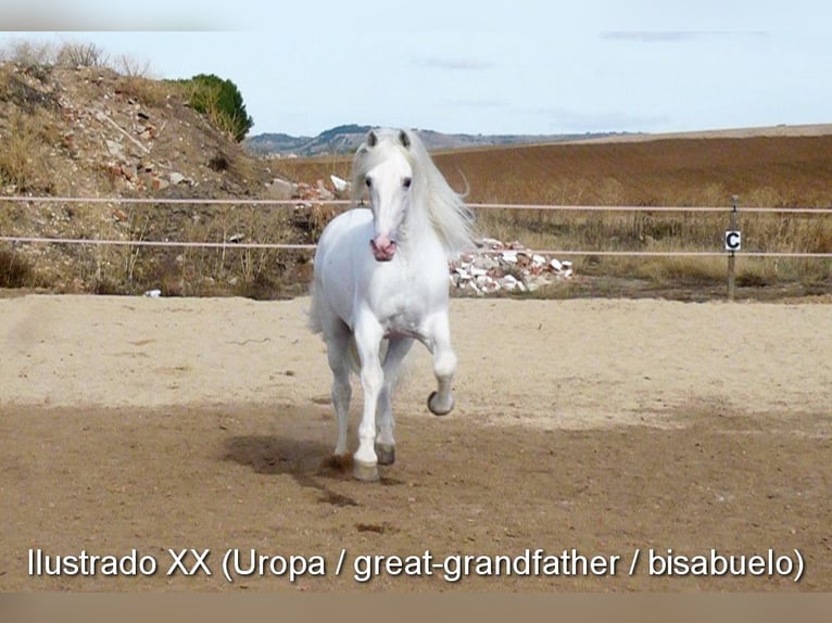PRE Stallone 1 Anno Grigio in Provinz Granada