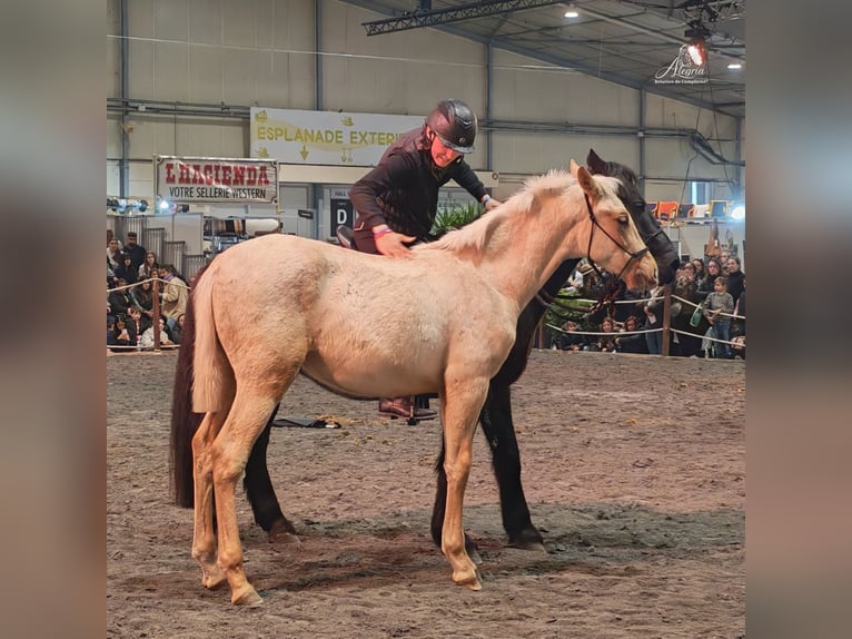 PRE Stallone 1 Anno Palomino in Caumont