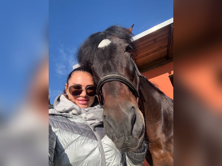 PRE Mix Stallone 24 Anni 165 cm Baio in Welver