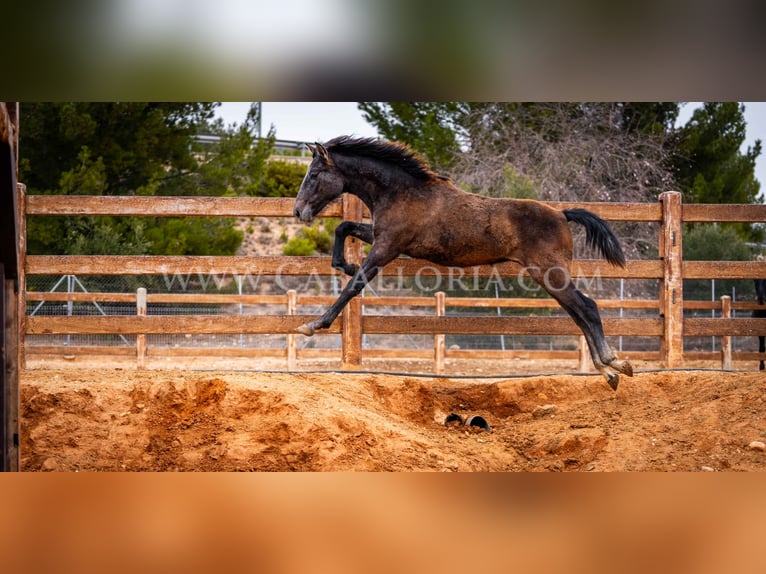 PRE Stallone 2 Anni 130 cm Grigio in Valencia