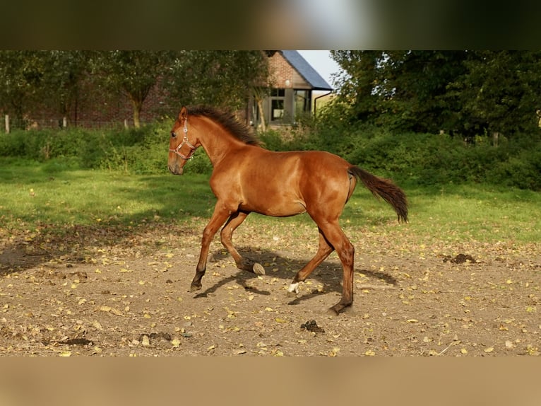 PRE Stallone 2 Anni 140 cm Sauro scuro in HEUVELLAND