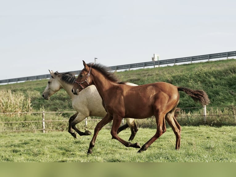 PRE Stallone 2 Anni 140 cm Sauro scuro in HEUVELLAND