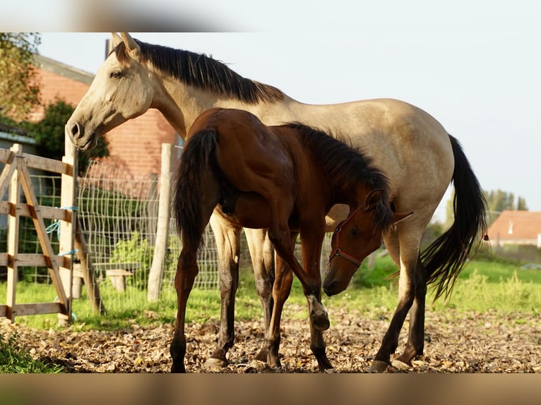 PRE Stallone 2 Anni 140 cm Sauro scuro in HEUVELLAND