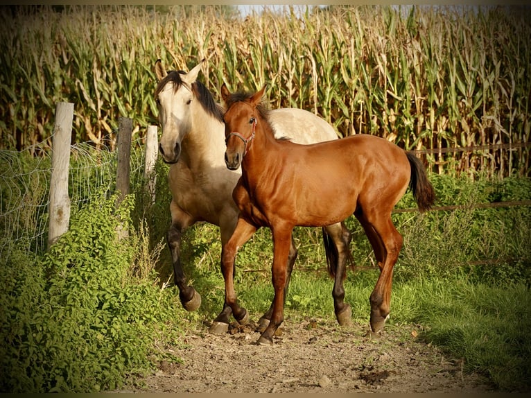 PRE Stallone 2 Anni 140 cm Sauro scuro in HEUVELLAND