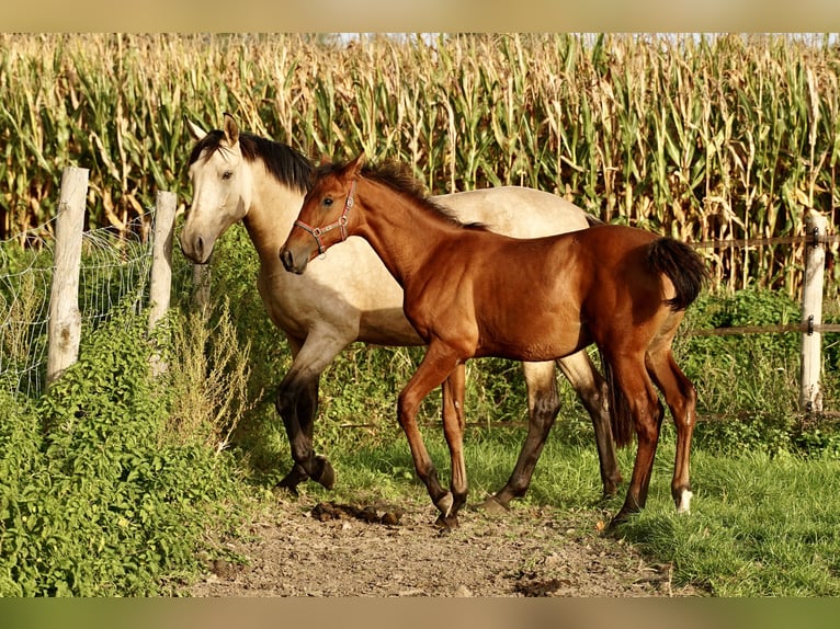 PRE Stallone 2 Anni 140 cm Sauro scuro in HEUVELLAND