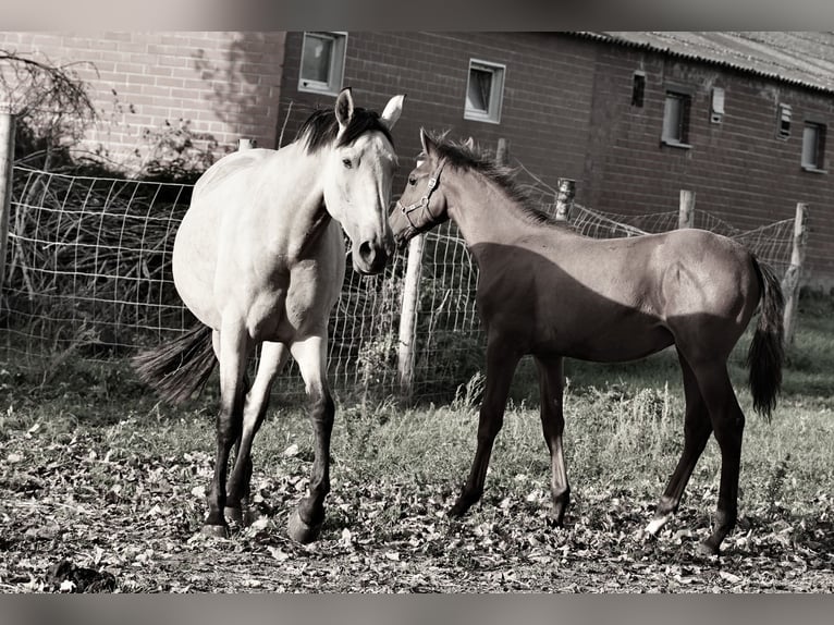 PRE Stallone 2 Anni 140 cm Sauro scuro in HEUVELLAND