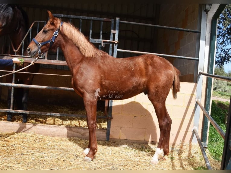 PRE Stallone 2 Anni 144 cm Sauro in Provinz Granada