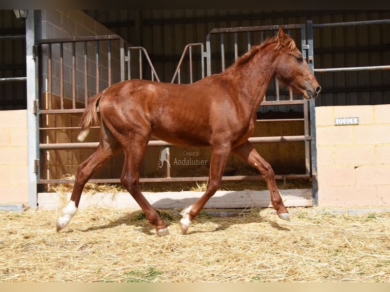 PRE Stallone 2 Anni 144 cm Sauro in Provinz Granada
