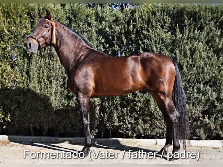 PRE Stallone 2 Anni 144 cm Sauro in Provinz Granada