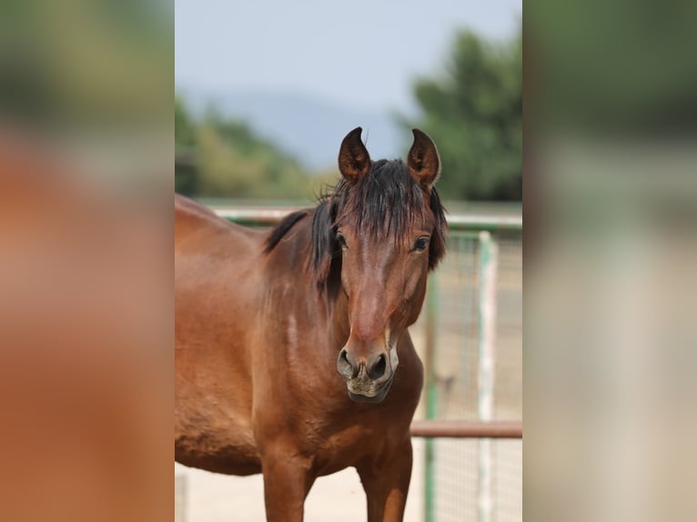 PRE Mix Stallone 2 Anni 150 cm Baio in Speyer