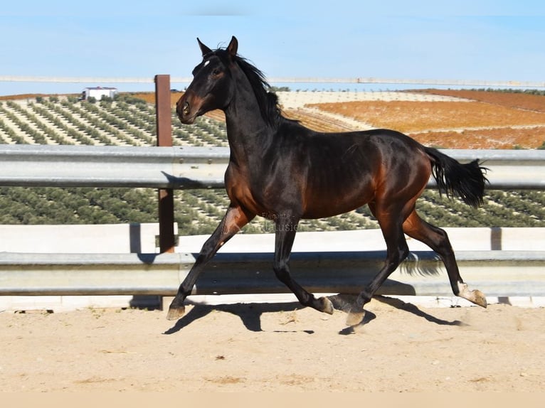 PRE Mix Stallone 2 Anni 151 cm Baio scuro in Provinz Malaga