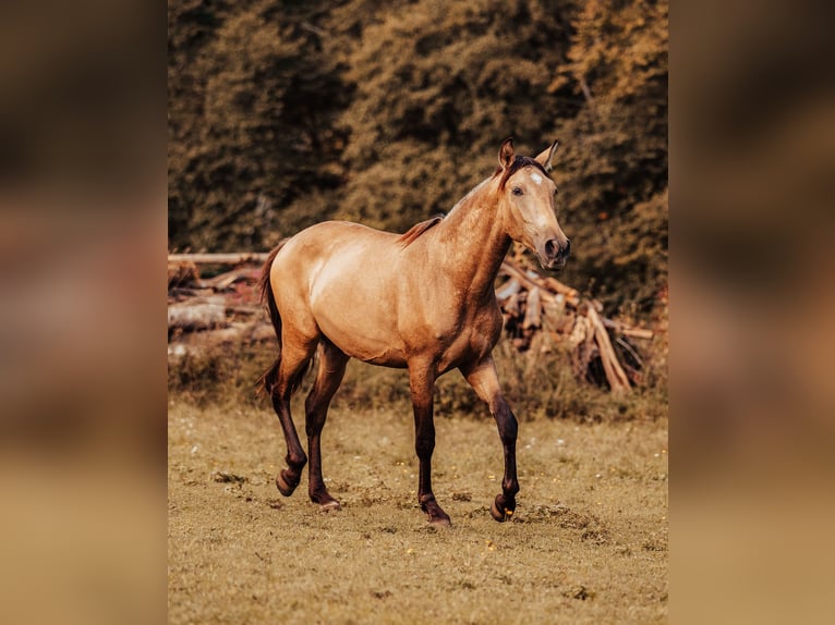 PRE Stallone 2 Anni 151 cm Pelle di daino in Klagenfurt,11.Bez.:St. Ruprecht