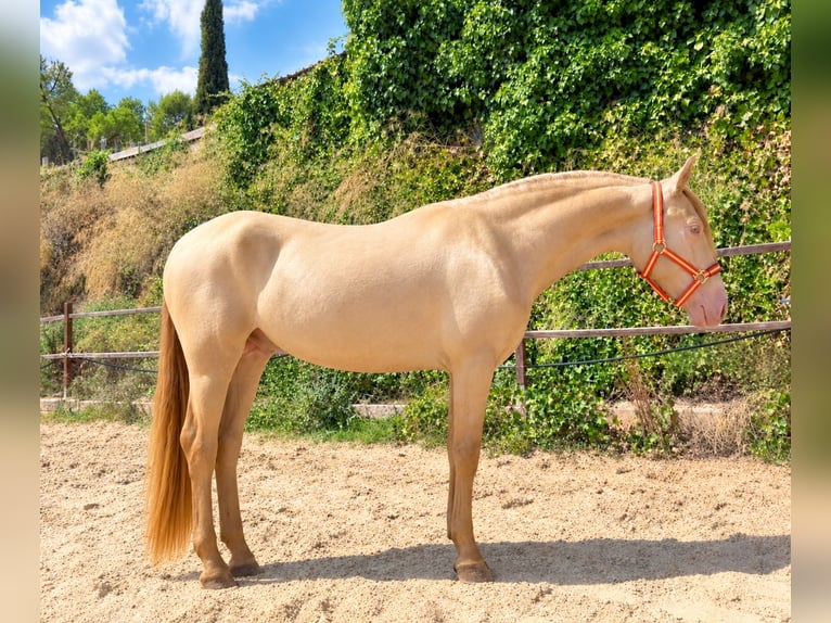 PRE Mix Stallone 2 Anni 152 cm Pearl in Terrassa