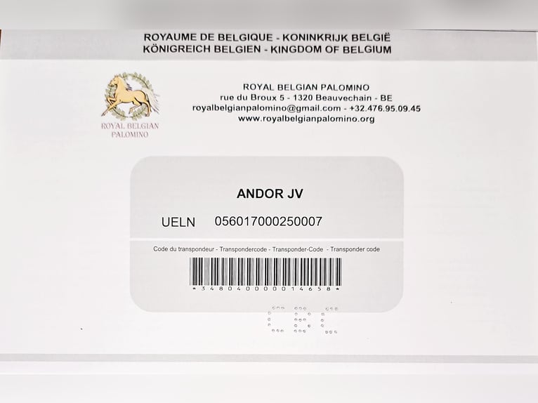 PRE Mix Stallone 2 Anni 153 cm Perlino in Visz