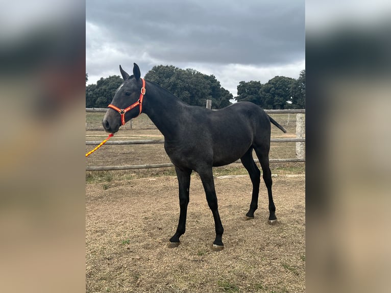 PRE Stallone 2 Anni 154 cm Grigio in La Fuente De San Esteban