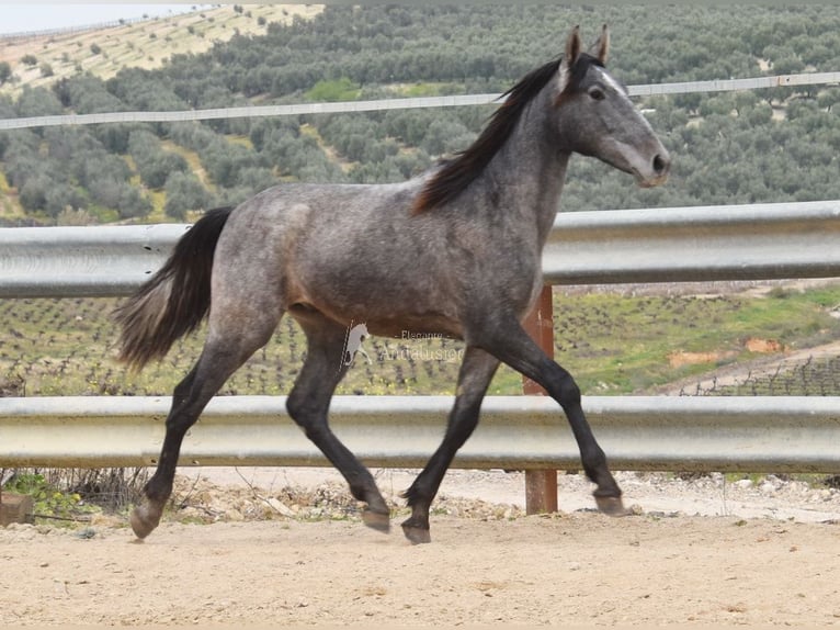 PRE Stallone 2 Anni 154 cm Grigio in Provinz Cordoba