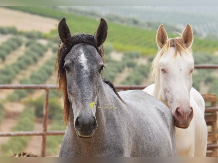 PRE Stallone 2 Anni 154 cm Grigio in Provinz Cordoba