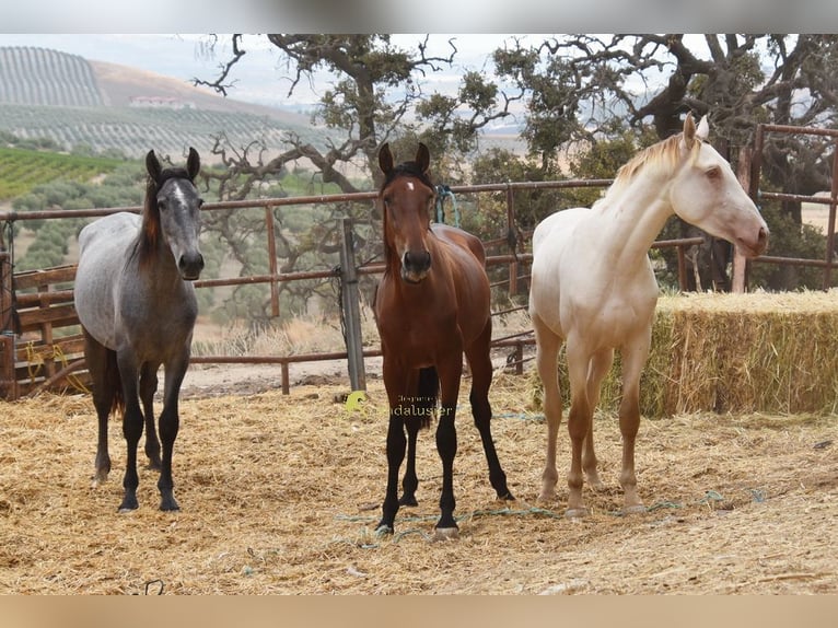 PRE Stallone 2 Anni 154 cm Grigio in Provinz Cordoba