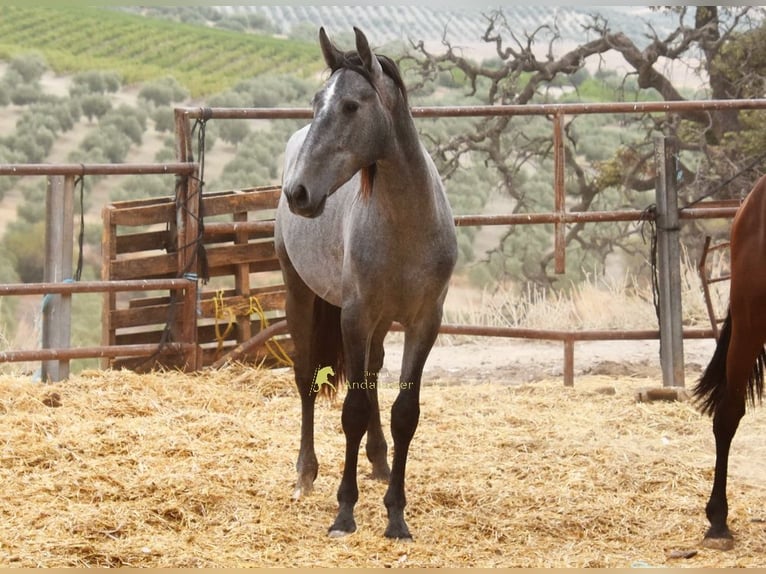 PRE Stallone 2 Anni 154 cm Grigio in Provinz Cordoba