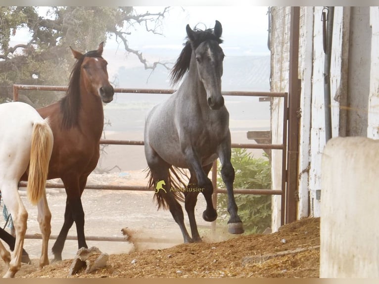 PRE Stallone 2 Anni 154 cm Grigio in Provinz Cordoba
