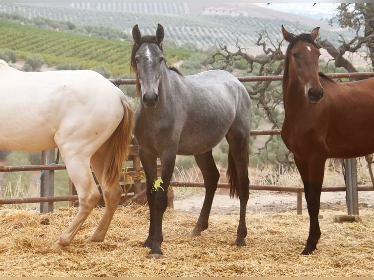 PRE Stallone 2 Anni 154 cm Grigio in Provinz Cordoba