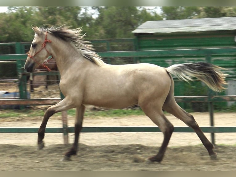 PRE Mix Stallone 2 Anni 155 cm Falbo in Pedret i Marzá Girona