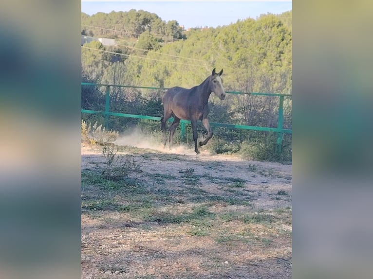 PRE Mix Stallone 2 Anni 155 cm Grigio in Barcelona