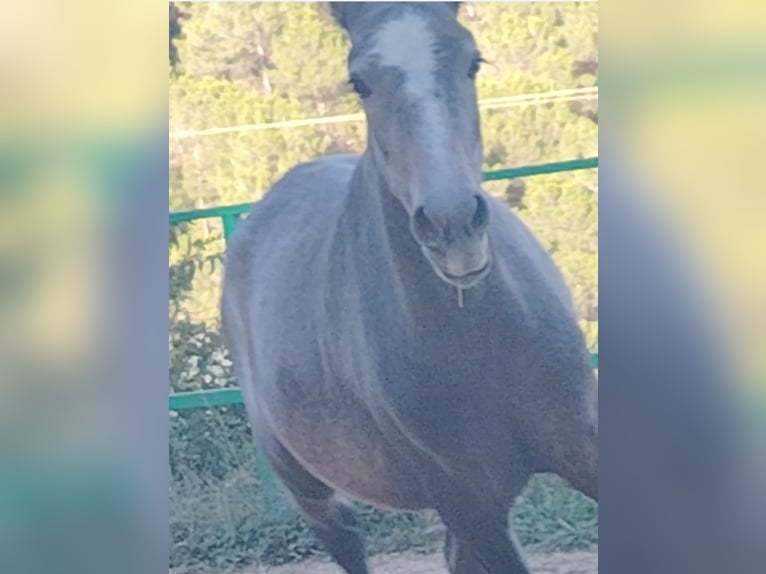 PRE Mix Stallone 2 Anni 155 cm Grigio in Barcelona