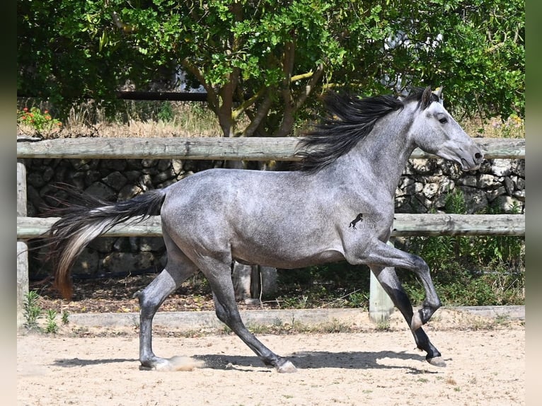 PRE Mix Stallone 2 Anni 155 cm Grigio in Menorca