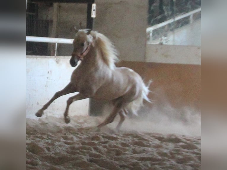 PRE Stallone 2 Anni 155 cm Palomino in Vejer de la Frontera