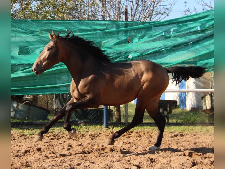 PRE Mix Stallone 2 Anni 155 cm Pelle di daino in Vejer de la Frontera
