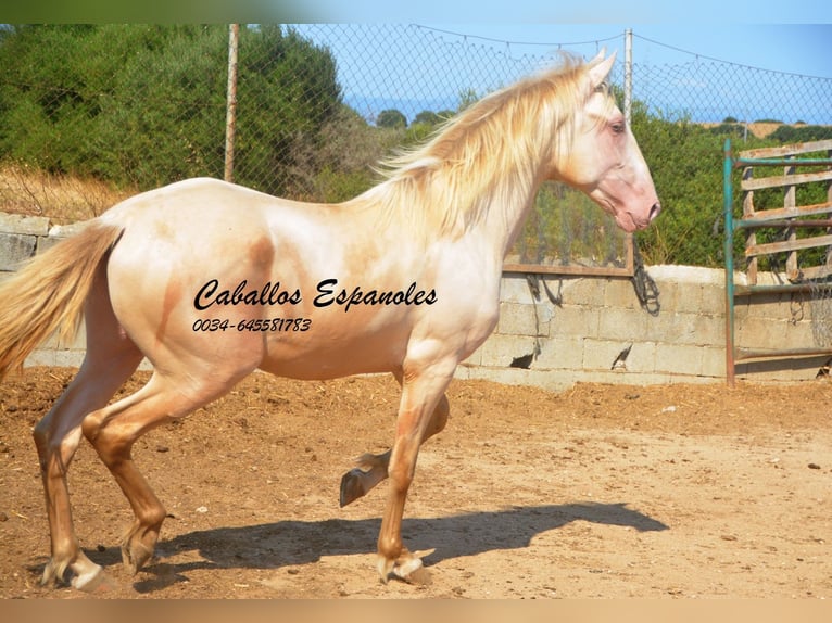 PRE Mix Stallone 2 Anni 155 cm Perlino in Vejer de la Frontera