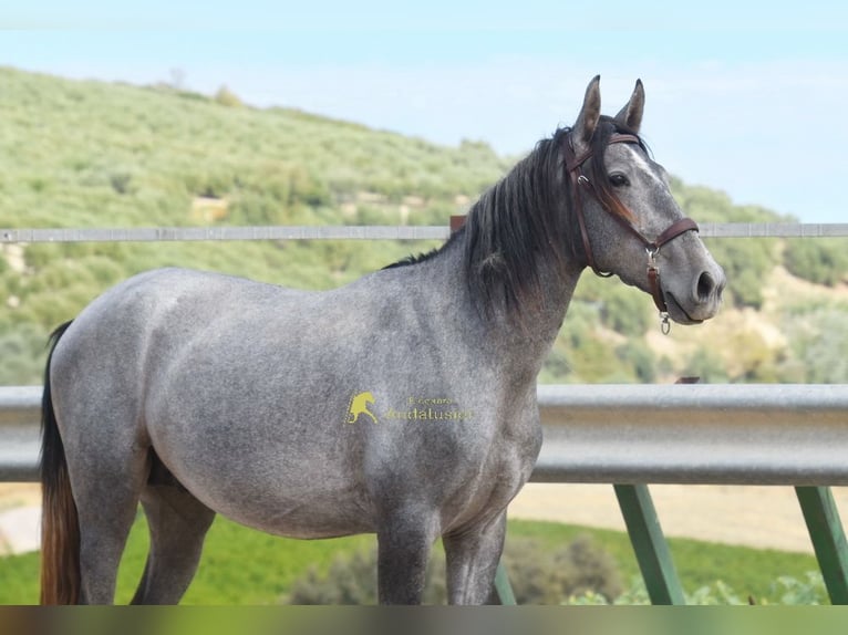 PRE Stallone 2 Anni 156 cm Grigio in Provinz Cordoba
