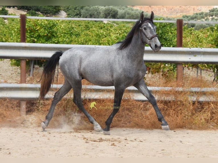PRE Stallone 2 Anni 156 cm Grigio in Provinz Cordoba