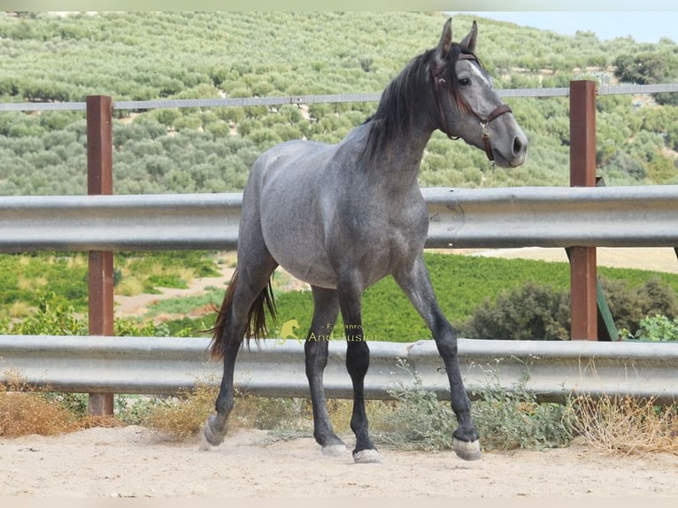 PRE Stallone 2 Anni 156 cm Grigio in Provinz Cordoba