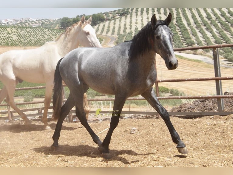 PRE Stallone 2 Anni 156 cm Grigio in Provinz Cordoba