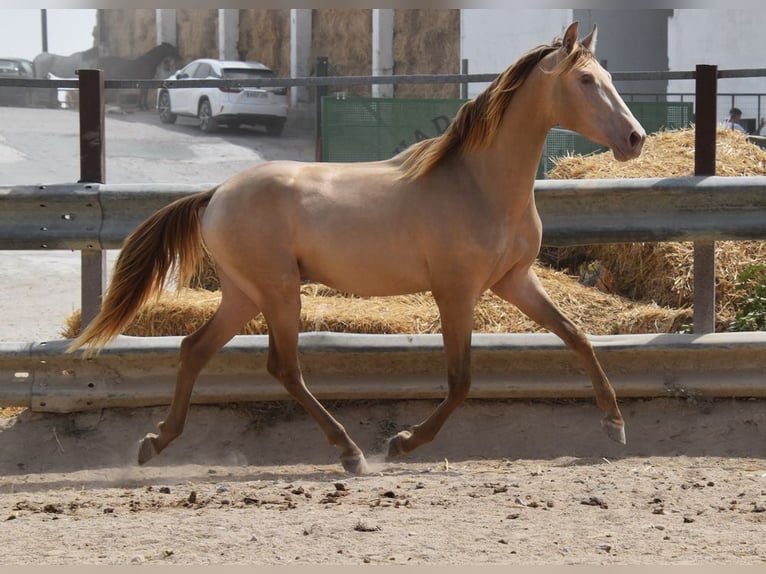 PRE Stallone 2 Anni 156 cm Pearl in Provinz Cordoba
