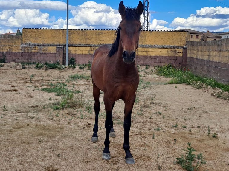PRE Stallone 2 Anni 157 cm Baio in Cacéres