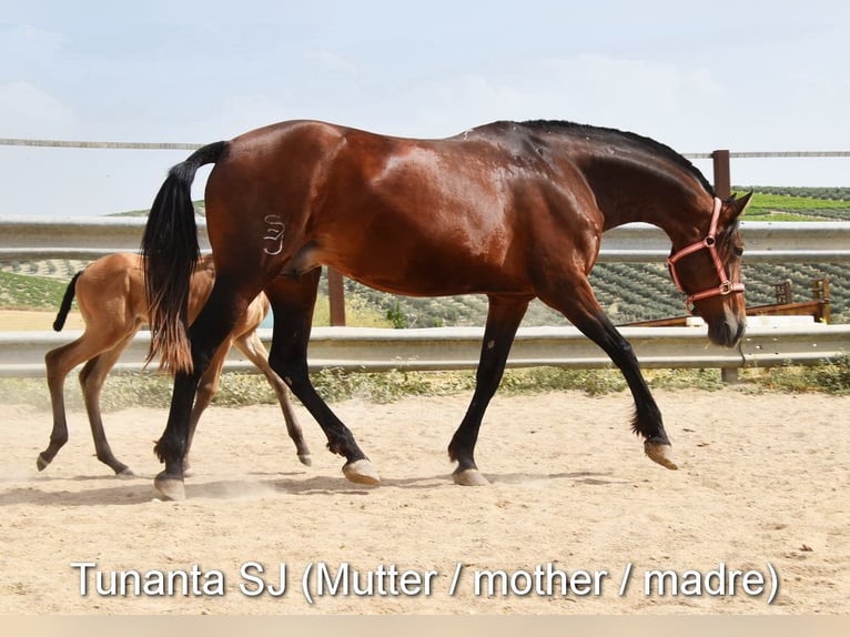 PRE Stallone 2 Anni 157 cm Pearl in Provinz Cordoba