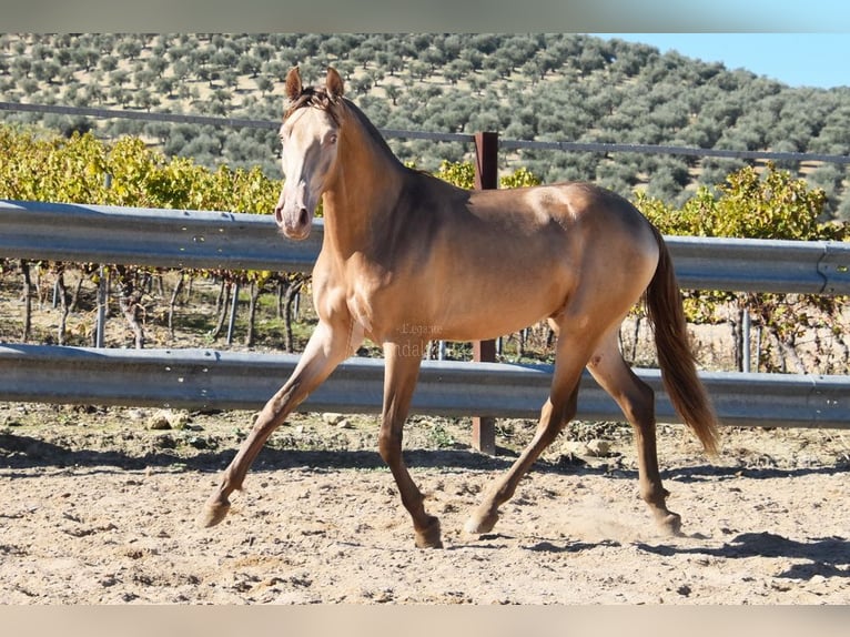 PRE Stallone 2 Anni 157 cm Pearl in Provinz Cordoba